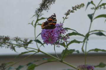Red admiral butterfly (Vanessa Atalanta) perched on summer lilac in Zurich, Switzerland