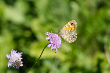 Wall Brown Butterfly (Lasiommata megera) sitting on a small scabious in Zurich, Switzerland