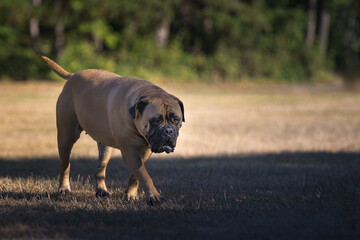 2023-08-06 A BULLMASTIFF WALKING IN A GRASS FIELD WITH A SOFT BACKGROUND NICE EYES