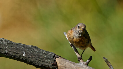 A young sparrow photographed with a telephoto lens.