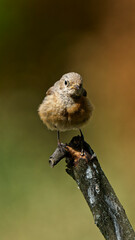 A young sparrow photographed with a telephoto lens.