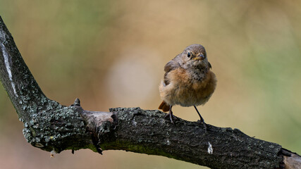 A young sparrow photographed with a telephoto lens.