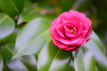 カメリアと呼ばれることもある「椿の花」
