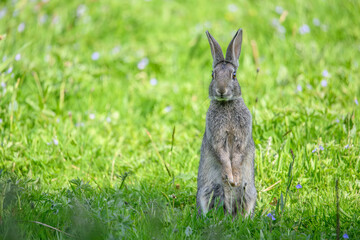 Rabbit looking at camera