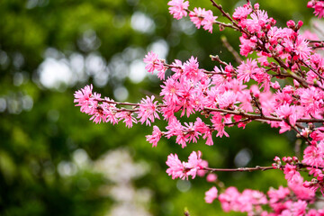 菊桃（キクモモ）は、花弁が菊のように細長い八重咲きの花桃です。