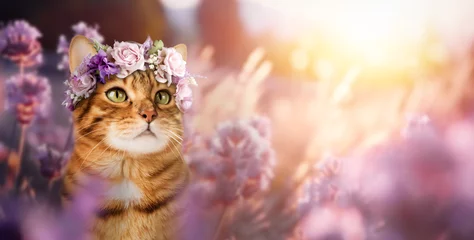 Poster Bengal cat in a wreath of flowers in a lavender field. © Svetlana Rey