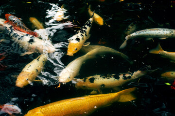 Colorful carp fish, koi fish swim in a water pond, soft focus