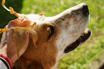Close-up portrait of a lonely spotted dog on the street, woman's hand petting a street dog on a...