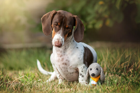 cute photos of the adventure of a toy dachshund dog