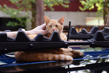 Fototapety na wymiar - Fototapeta24.pl