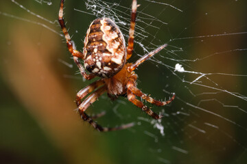 spider on a web