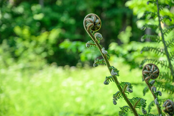 Fern frond uncurling © Robert