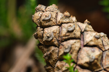cone macro