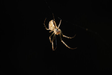 spider on a black background