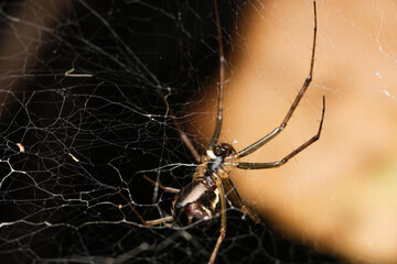 spider on a web