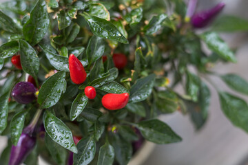 Hot colored pepper in a flower pot. Balcony flower. A green plant grown on a balcony.