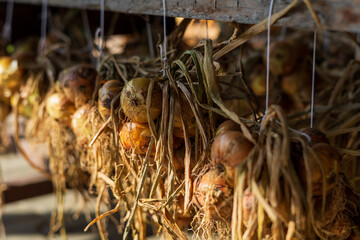 Garden vegetables. Onions hang and dry in the sun.
