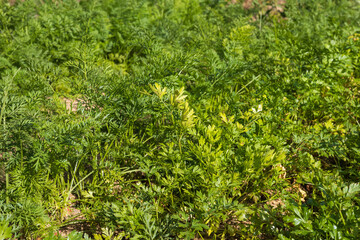 Garden vegetables. A green bunch of carrots on a garden bed.