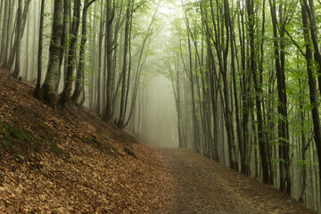 beech forest in the fog..