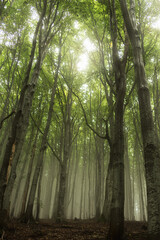 beech forest in the fog..