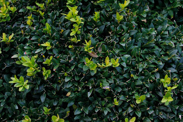 leaves background