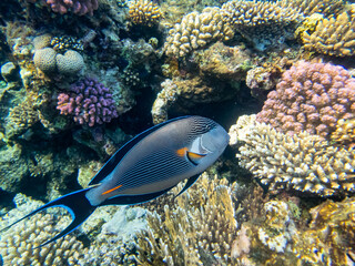 Naklejka na ściany i meble Acanthurus sohal or surgeonfish in a coral reef in the Red Sea