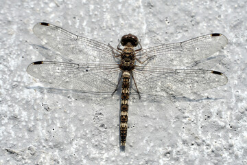 Dragon fly in wall. Closeup of dragon fly sitting on the grey color wall.