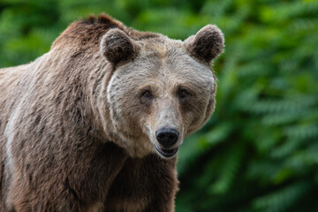 A lovely and cute brown bear (Ursus arctos), portrait