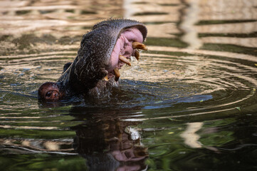 Fototapeta premium A hippopotamus (Hippopotamus amphibius) sticking its head out of the water opening the mouth showing teeth