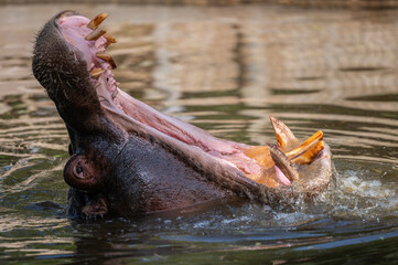 A hippopotamus (Hippopotamus amphibius) sticking its head out of the water opening the mouth showing teeth