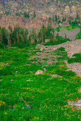 High Alpine Meadow of Wildflowers in Oregon Wilderness