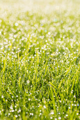 Juicy and bright green grass in sunlight. Close up. Green lawn background. The texture of new grass growing in a field. Abstract natural backdrop with beauty blurred bokeh. Selective focus. Macro.