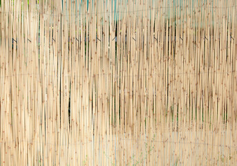 Old bamboo reed texture. Cane