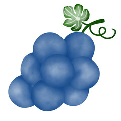 fruit, grape, food, grapes, isolated, red, bunch, wine, vine, ripe, leaf, berry, fresh, sweet, white, healthy, cluster, green, juicy, purple, agriculture, nature, branch, illustration, harvest
