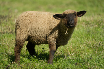 Brown sheep lamb on the meadow in the sunshine