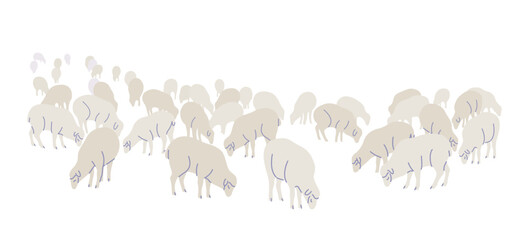 Farm Sheep Flock Isolated  on White - 645411072