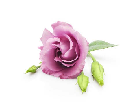 Beautiful pink eustoma flower (lisianthus or prairie gentian) with buds isolated on white background close-up