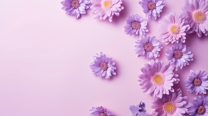  a bunch of purple daisies on a pink background with space for text.  generative ai