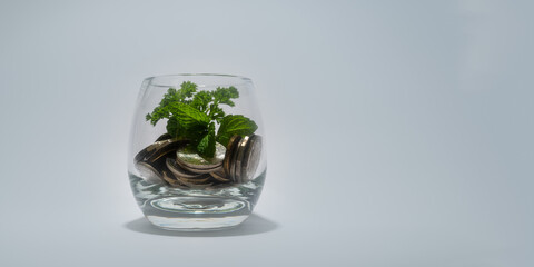 financial saving Investment And Interest Concept  Plant Growing In Savings Coins with copy space background