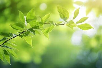 Fototapeta na wymiar Green tree leaves on blurred background.