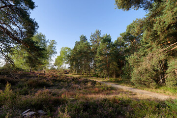 Fototapeta na wymiar Forest path in the Coquibus heather land. Fontainebleau forest 