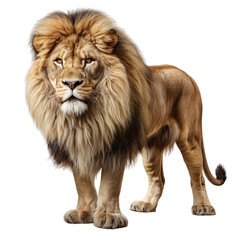 Angular standing view realistic lion on a transparent background