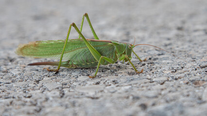 Green grasshopper on the gray pavement of a highway