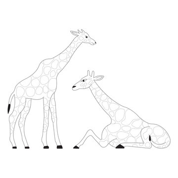 a vector illustration of a cute giraffe in black and white color 