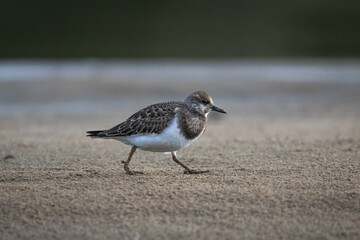 Ruddy turnstone