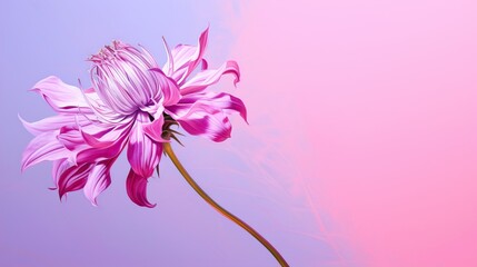  a pink flower with a pink background and a blue background.  generative ai