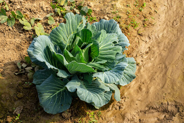 Organic cabbage on field ready to be use.