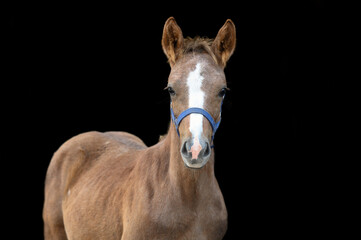 beautiful pony foal portrait in blue halter on black background