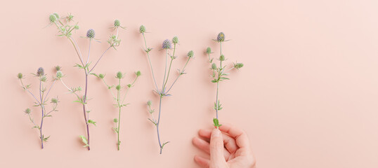 Green prickly flowering plants on pastel pink, woman female hand put one flower. Minimal botanical design style banner with empty space. Sea holly or eryngo blooming wild grass, cozy romance