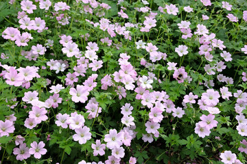 Soft pink Cranesbill 'Dreamland' also known as Geranium 'Bremdream' in flower.